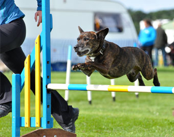Dog Agility
